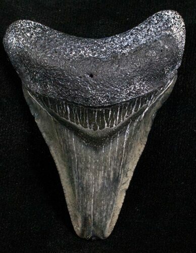 Megalodon Tooth - Venice, FL #4574